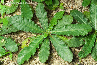 Gambar Elephantopus Scaber Folium Ekstrak (Tapak Liman)
